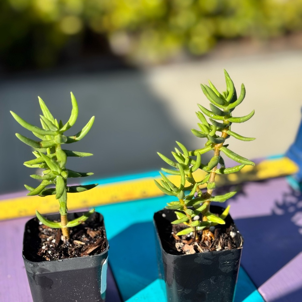Crassula Tetragora Set of 2- Mini Pine Tree Succulent | Rooted Succulent 🪴